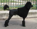 Trimmed Poodle.